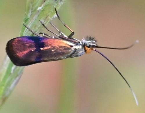 Nemophora albiciliellus